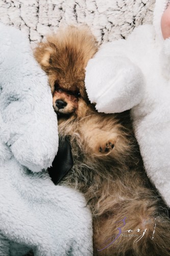 Double Woof: Fun Children Photography | Zorz Studios