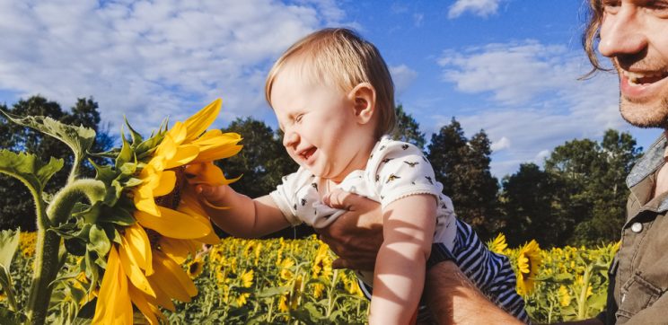 Sunmaze: My Family in Sunflowers by Zorz Studios (9)