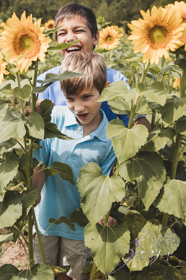 Field Trap: Sunflower Field Photoshoot for Three Families by Zorz Studios (33)