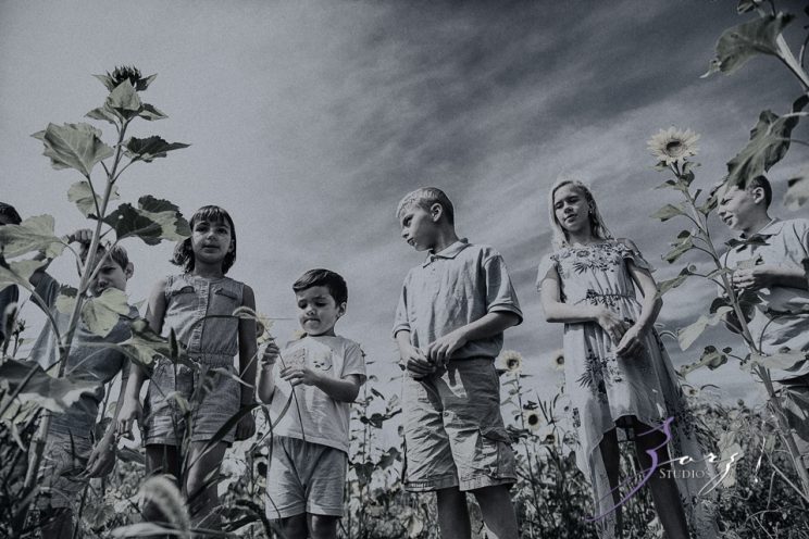 Field Trap: Sunflower Field Photoshoot for Three Families by Zorz Studios (26)
