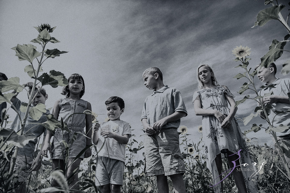 Field Trap: Sunflower Field Photoshoot for Three Families by Zorz Studios (26)