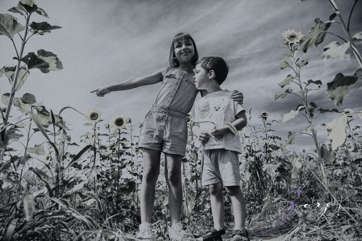 Field Trap: Sunflower Field Photoshoot for Three Families by Zorz Studios (24)