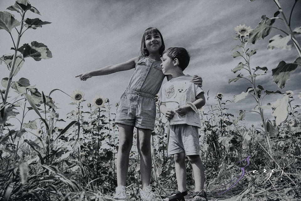 Field Trap: Sunflower Field Photoshoot for Three Families by Zorz Studios (24)
