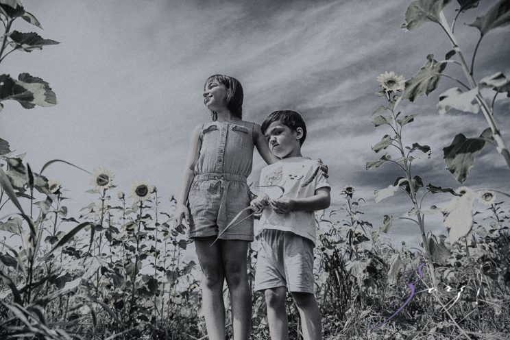 Field Trap: Sunflower Field Photoshoot for Three Families by Zorz Studios (23)