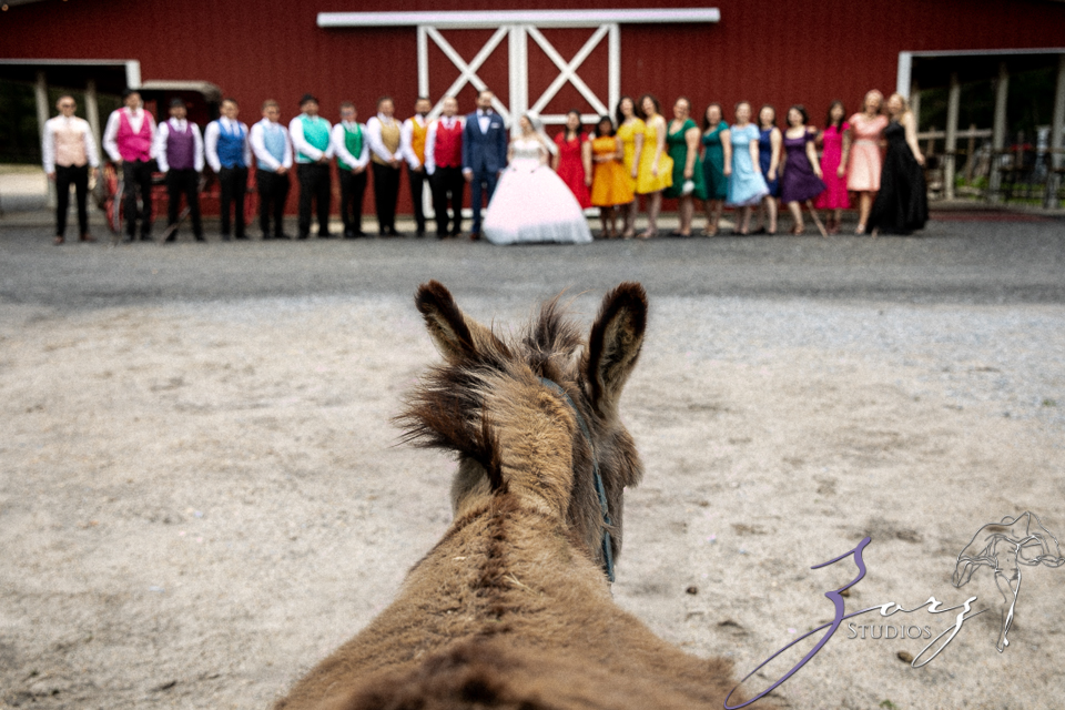 Elephated: A Wild Elephant Sanctuary Wedding at Myakka Elephant Ranch | Zorz Studios