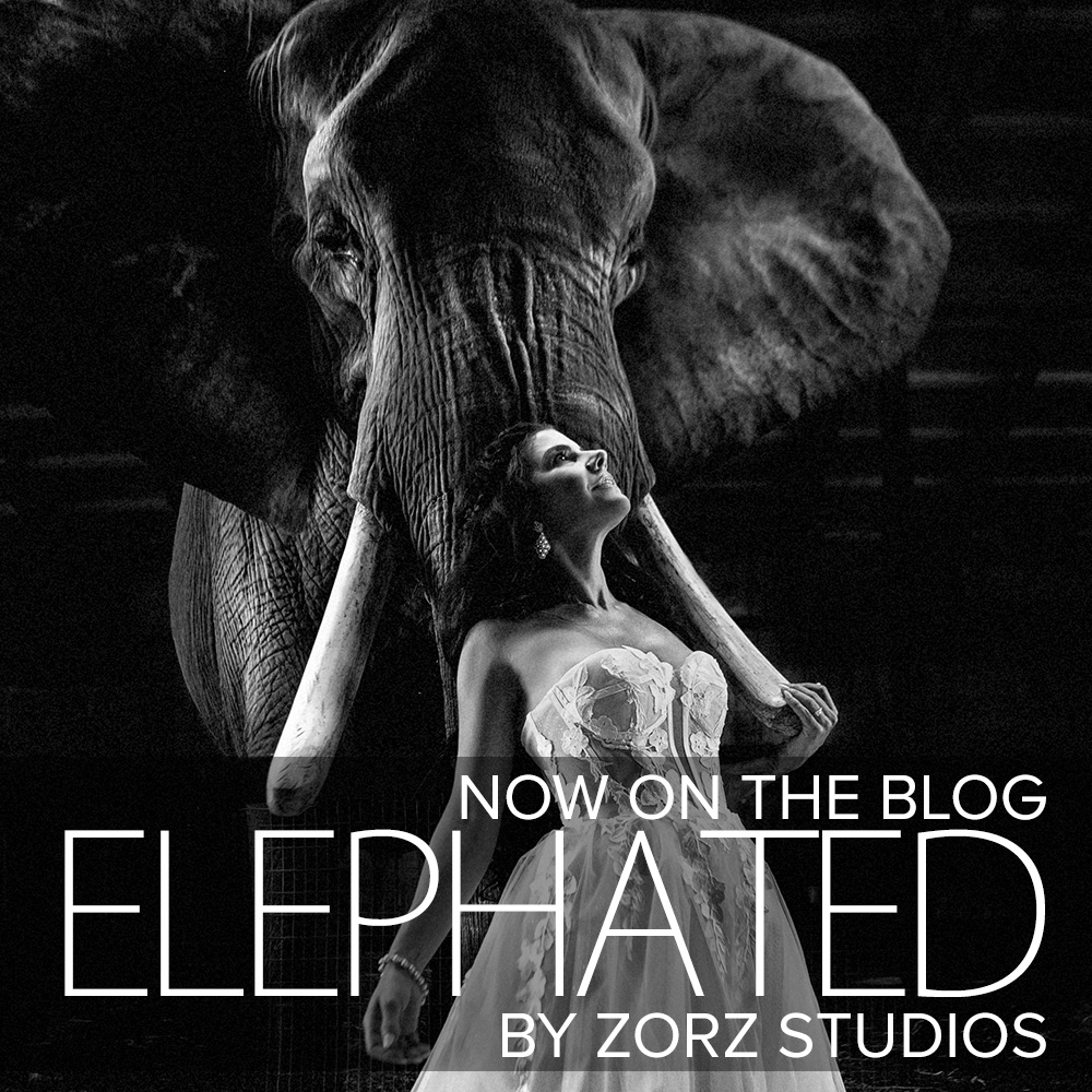 Elephated: A Wild Elephant Sanctuary Wedding at Myakka Elephant Ranch | Zorz Studios